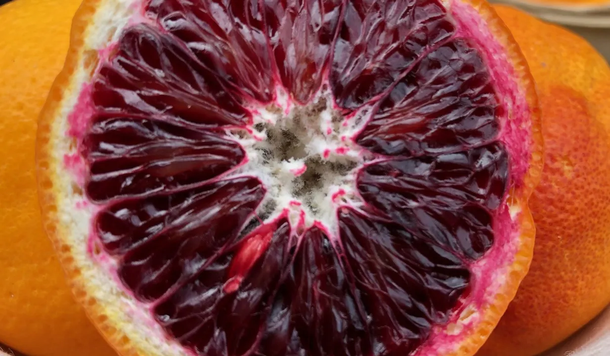  Blood Orange(Healthy Day)