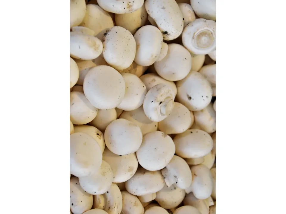 Mushrooms