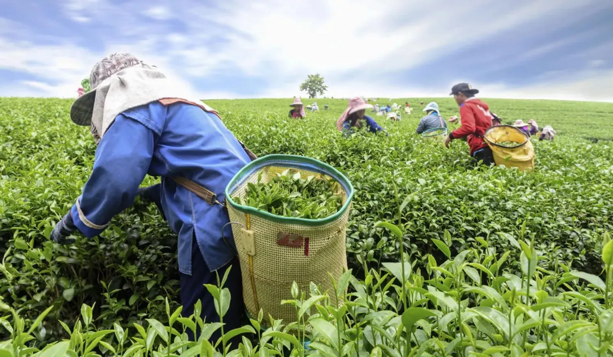 Tea Leaves(Britanica)