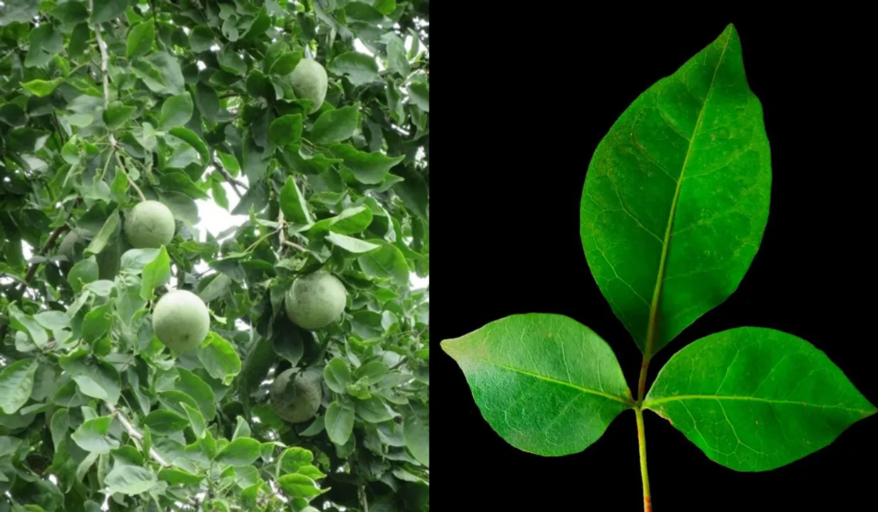Benefits Of Belpatra(Nai Duniya, Hosangabad Media)