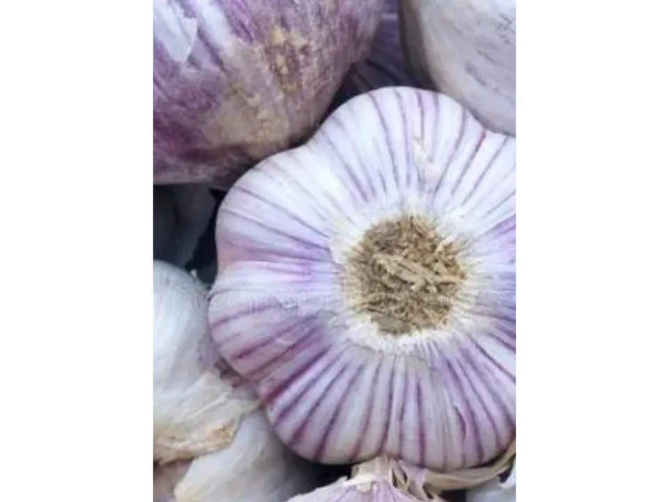 Garlic 1 