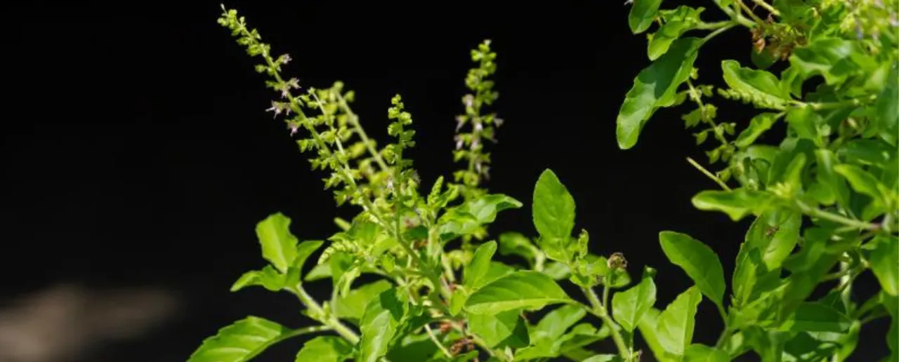 Benefits of Tulsi