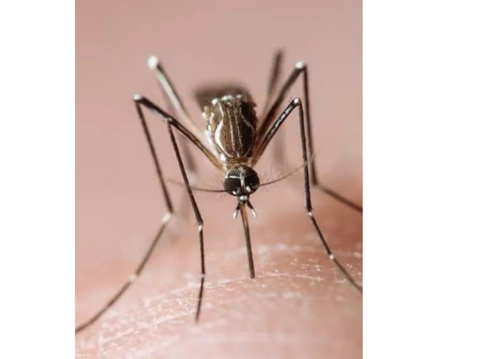 Dengue (Scientific American).png 