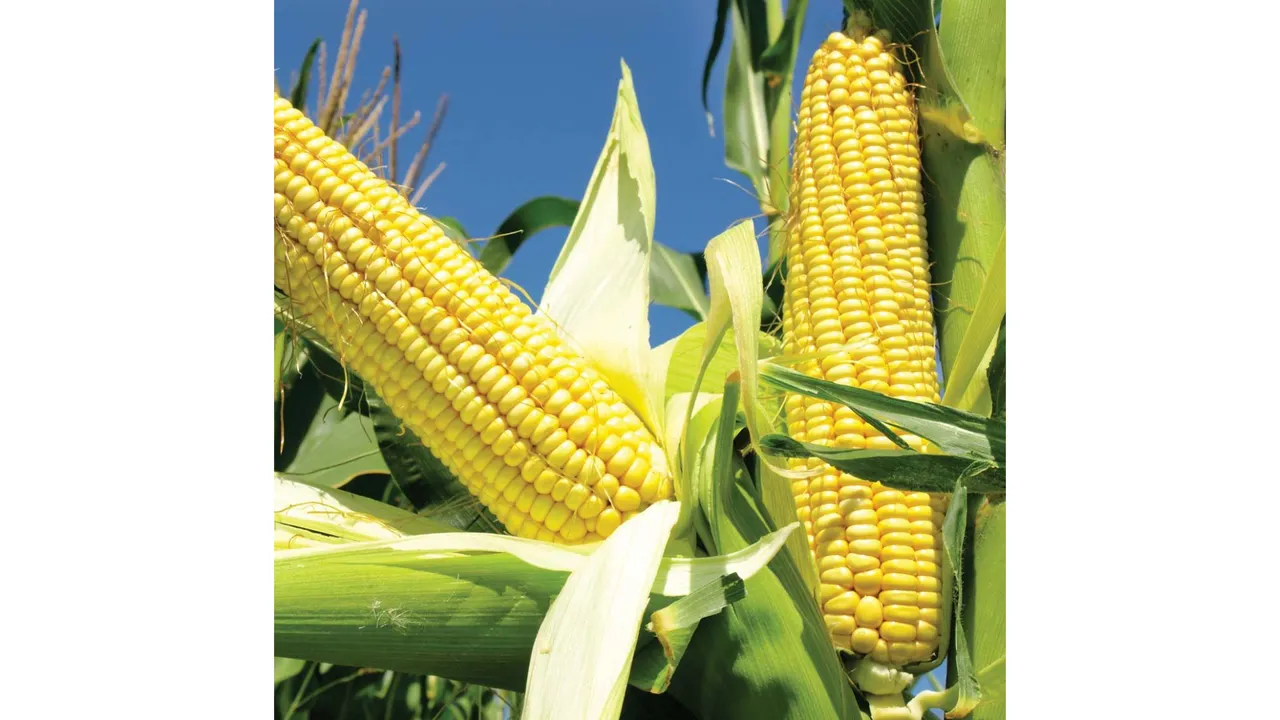 Corn(Britannica).png
