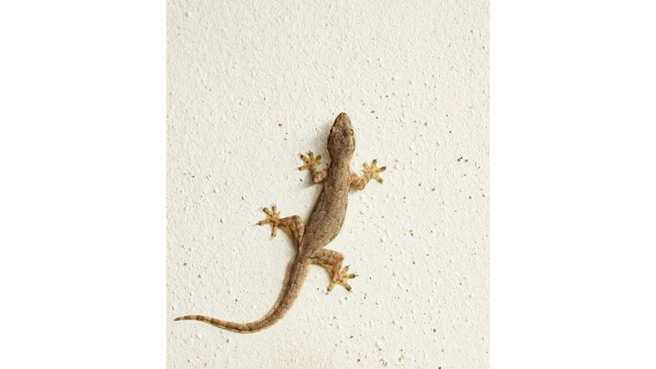 Lizards (FirstCry Parenting).png