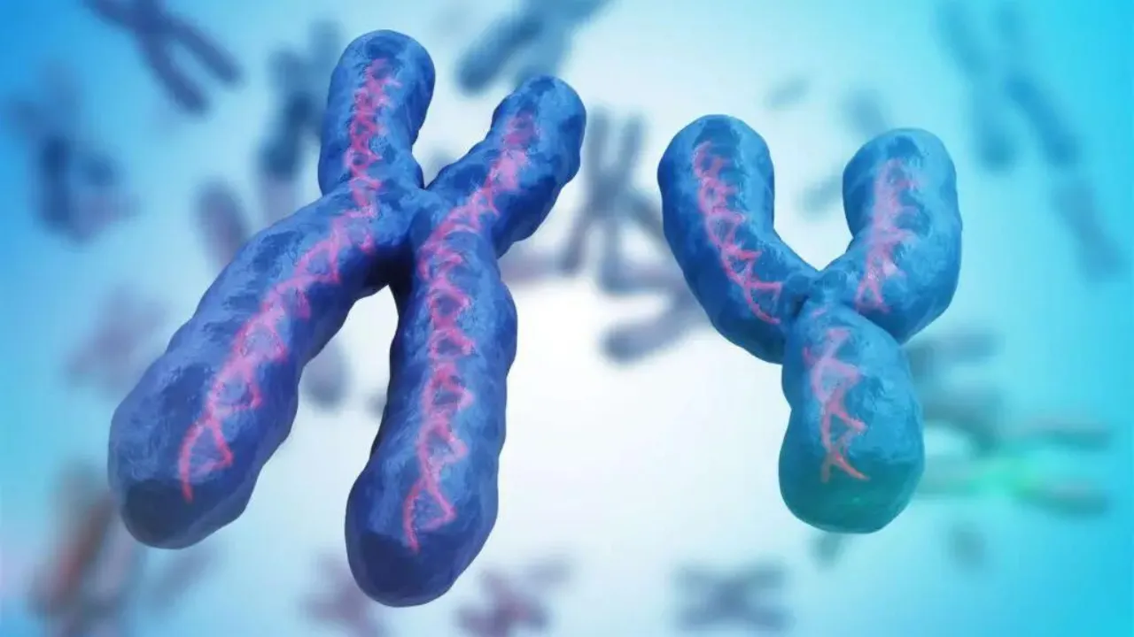 Study Finds 'Y' Chromosomes Are Shrinking