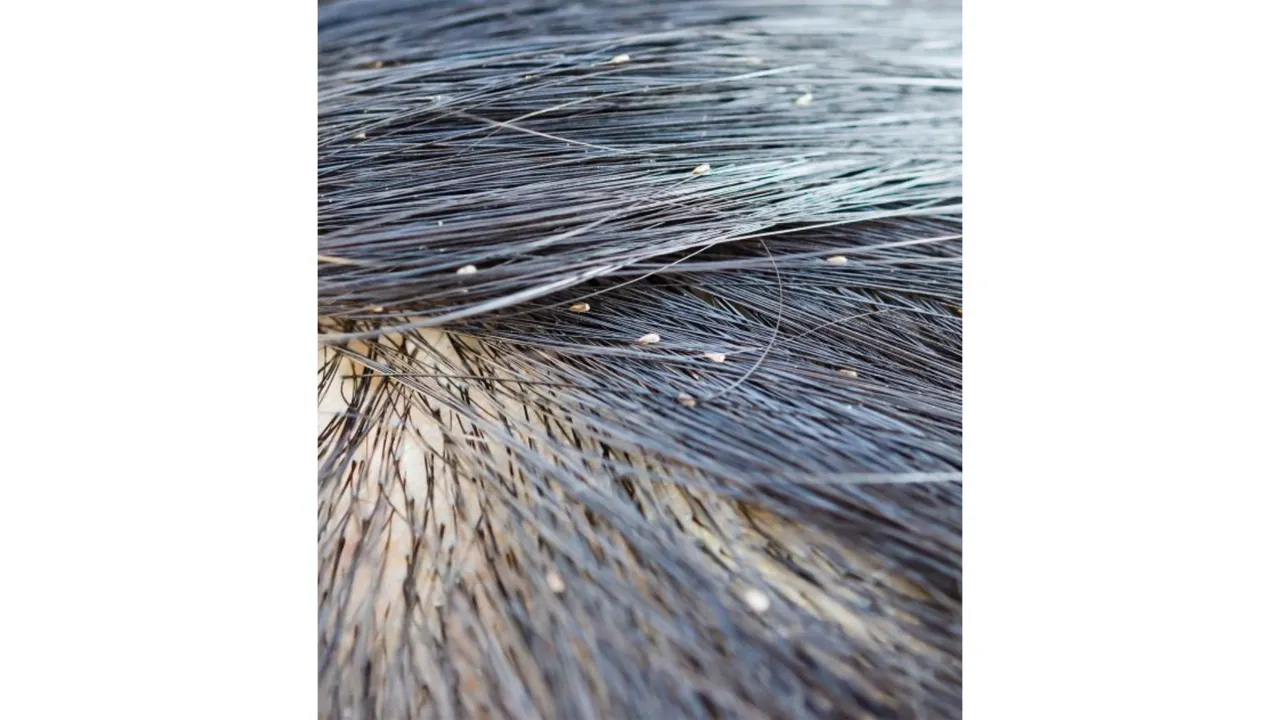 Lice(British Journal Of Communication).png