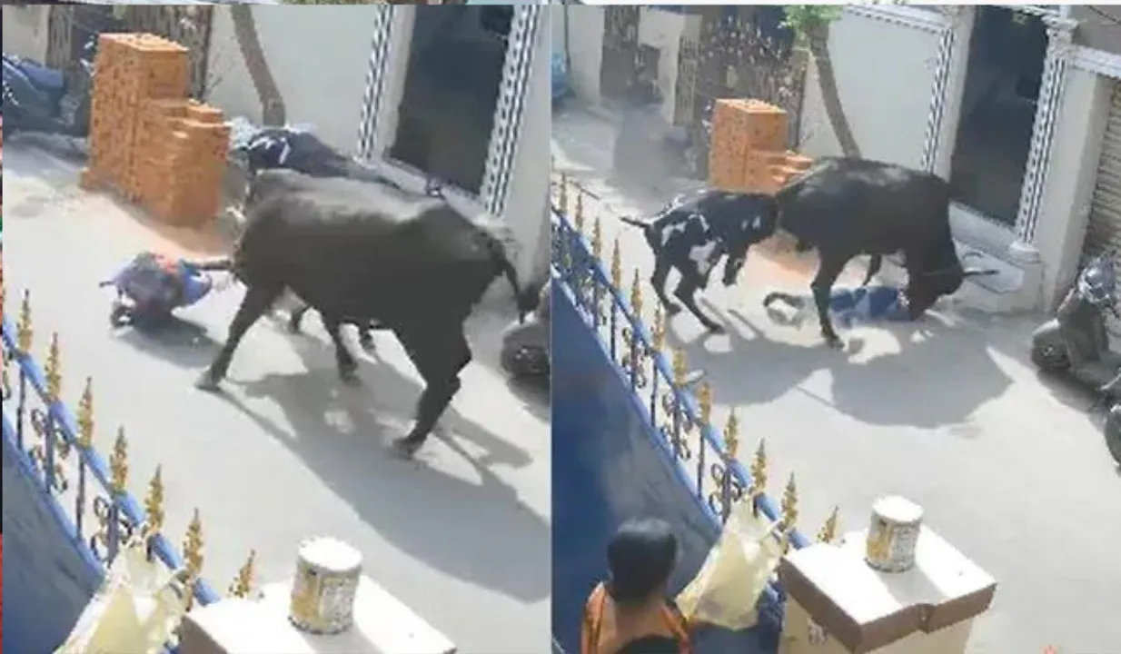 Brutal cow attack on schoolgirl shocks Chennai