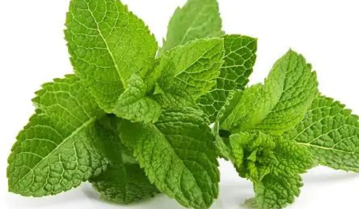 Mint Leaf