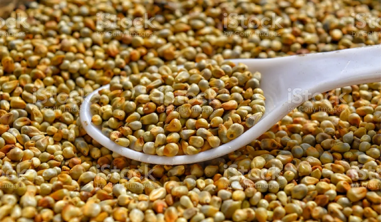 Benefits Of Bajra: बाजरा खाने के 5 फायदे जो आपको जरूर जानना चाहिए