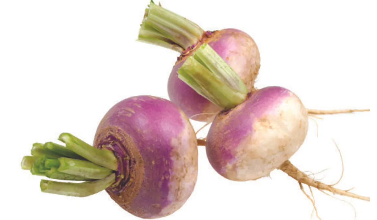 Benefits of Shalgam: शलगम खाने के कुछ अनसुने फायदे