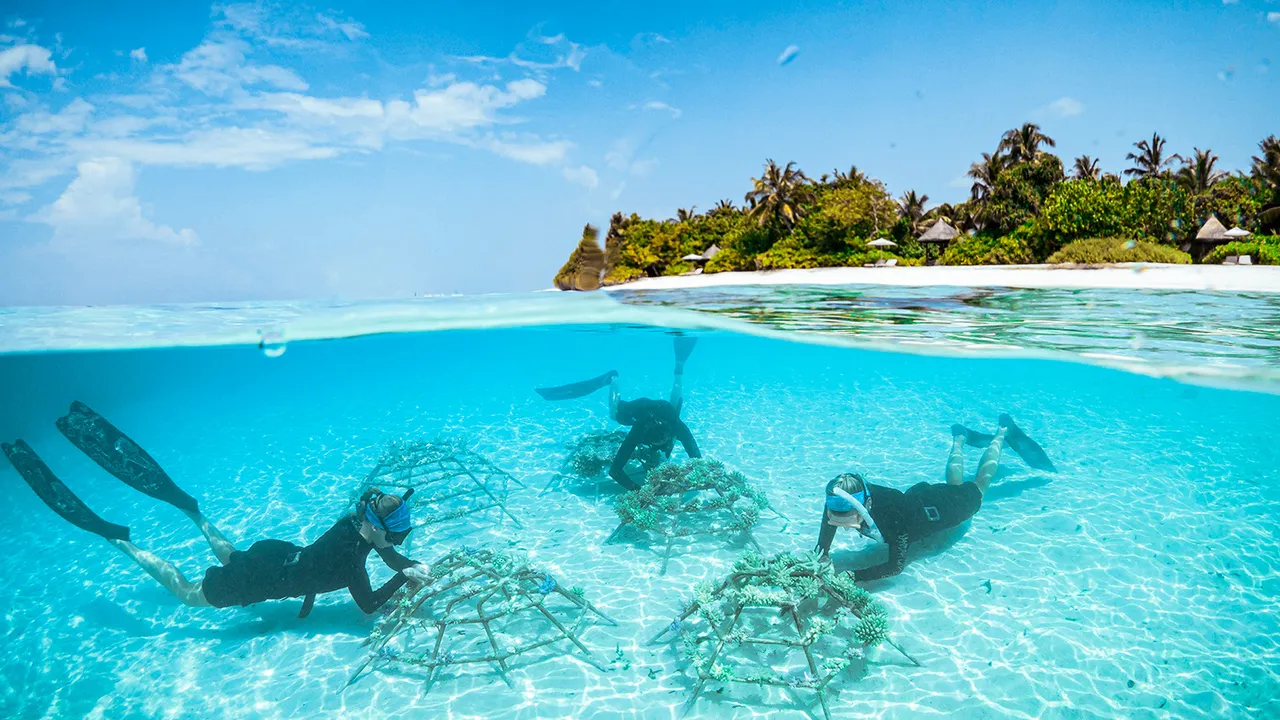 Coral Regeneration at Four Seasons Resorts Maldives (2)