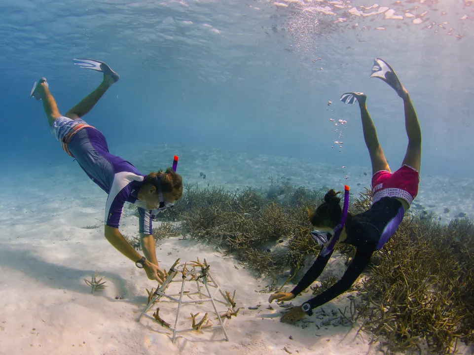 Anantara - Coral Planting