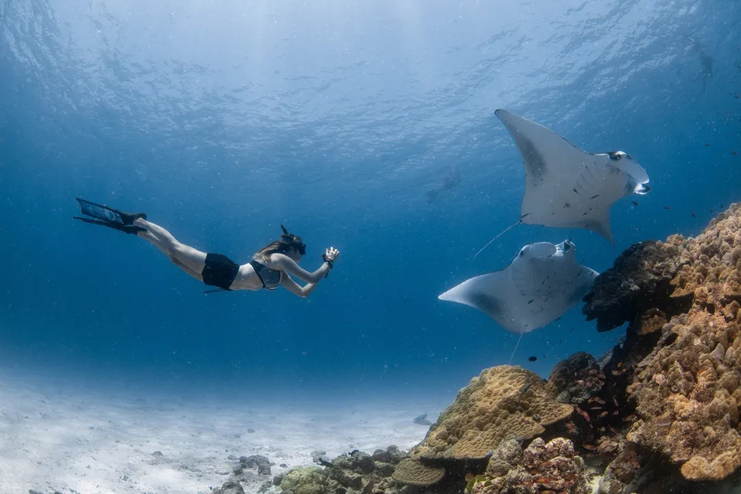 Manta Trust at Four Seasons Maldives at Landaa Giraavaru