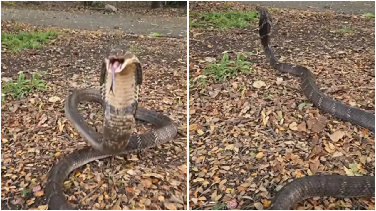 King Cobra Species Discovery:   কিং কোবরার নতুন প্রজাতির আবিষ্কার।