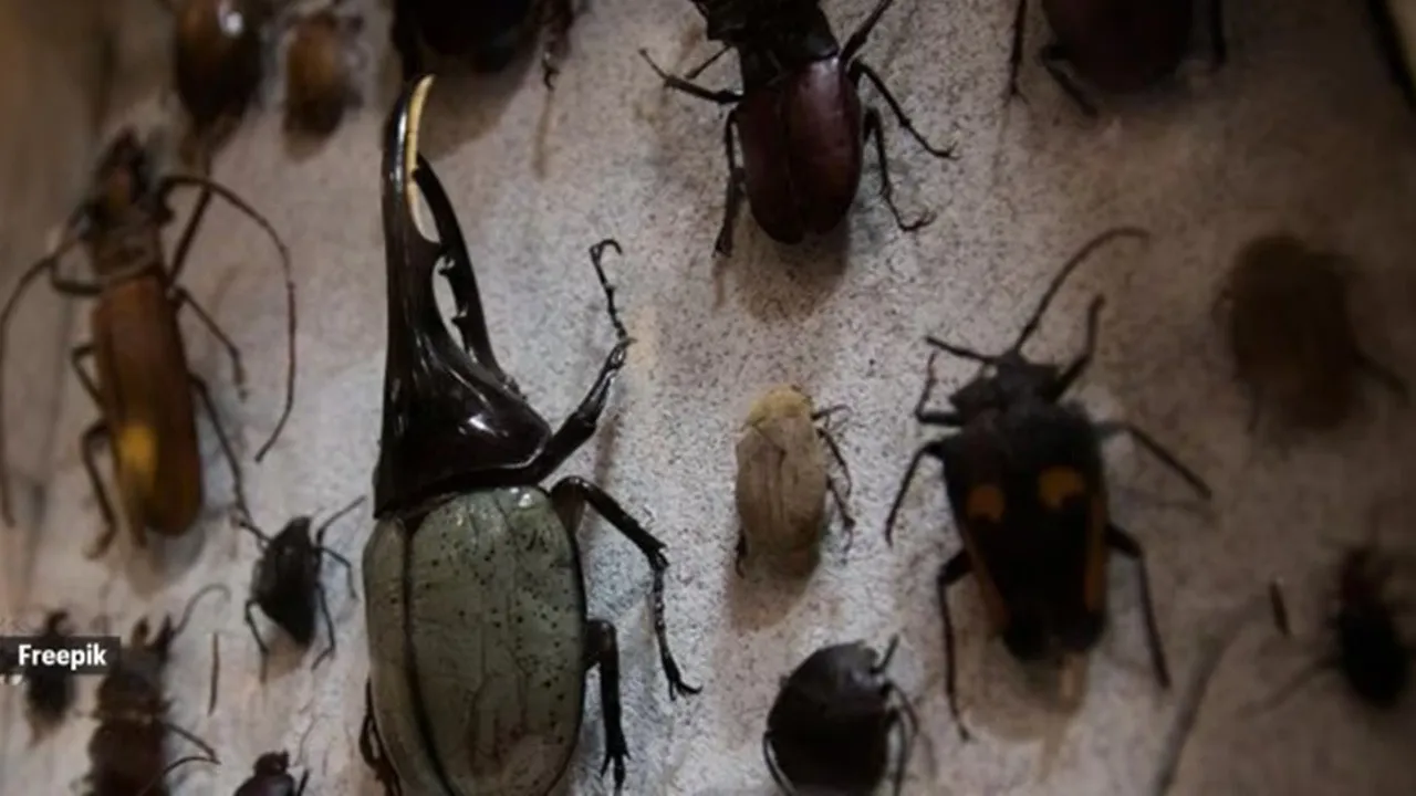 Cockroach ear prevention