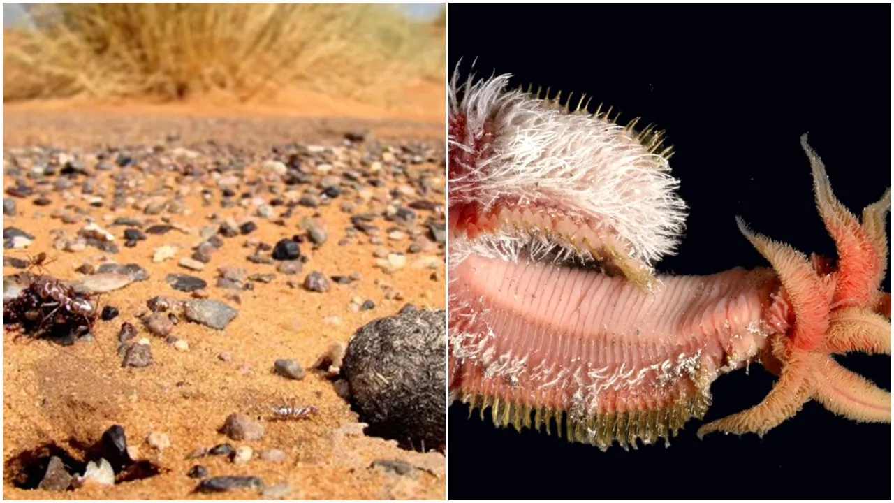 Heat Resistant Species