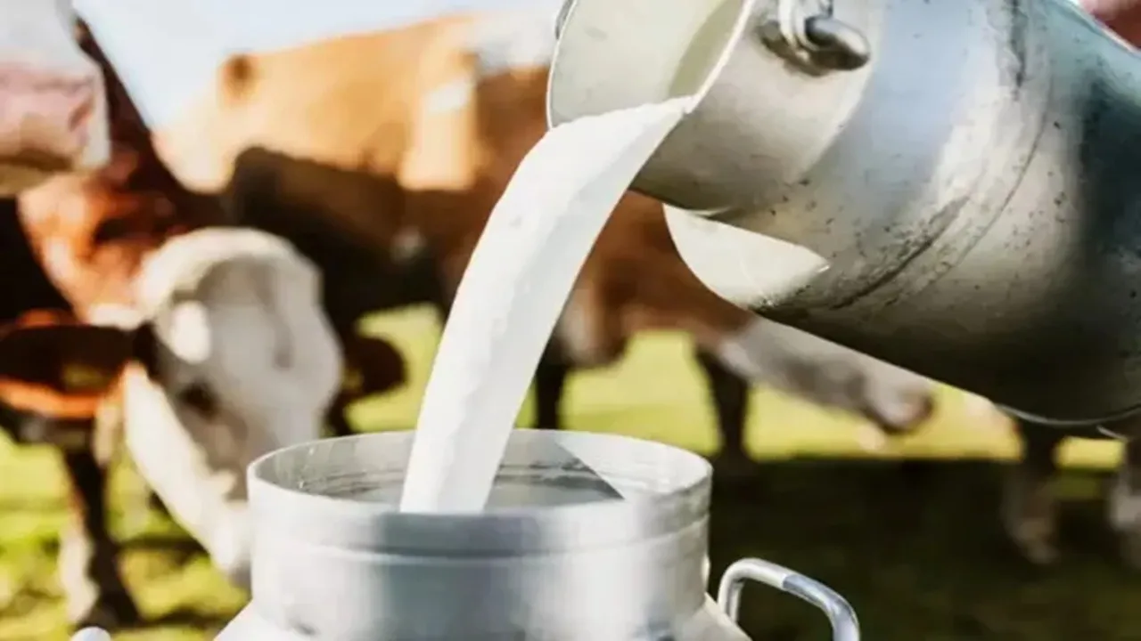 non vegetarian milk