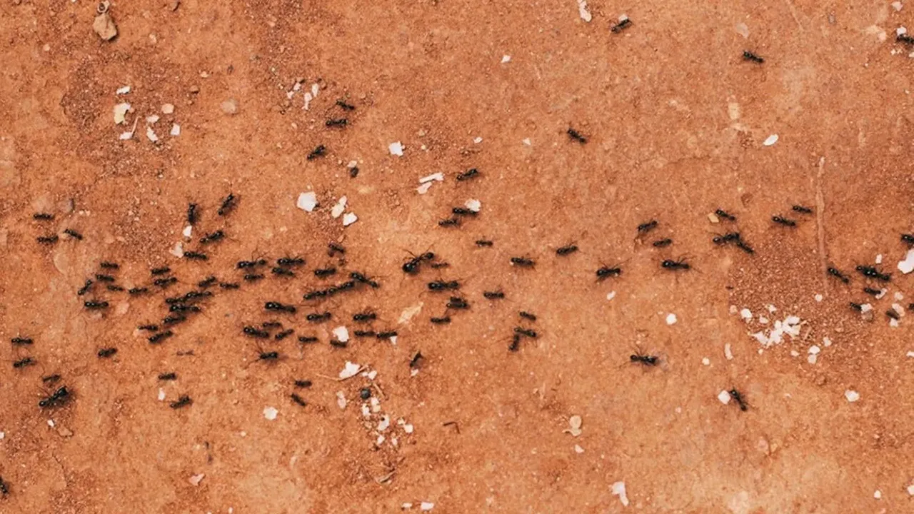 7 Fireproof Animals: আগুনে না পোড়া প্রাণী।