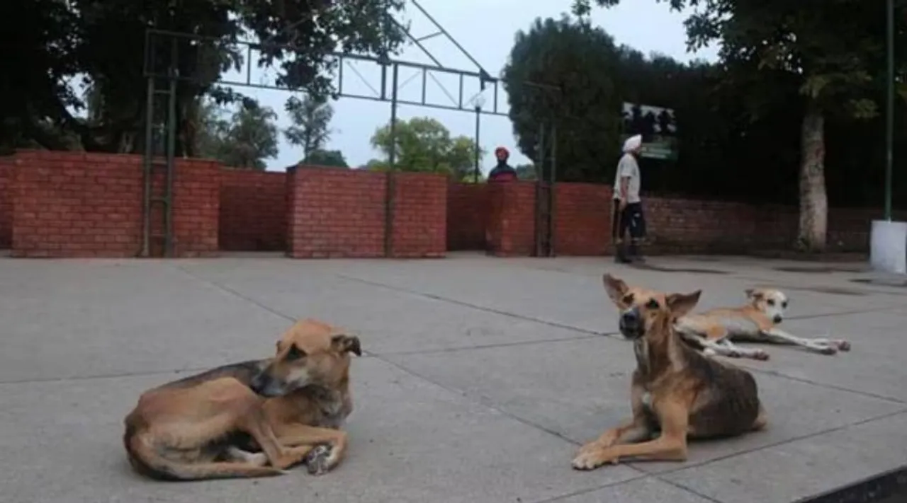 stray dogs x