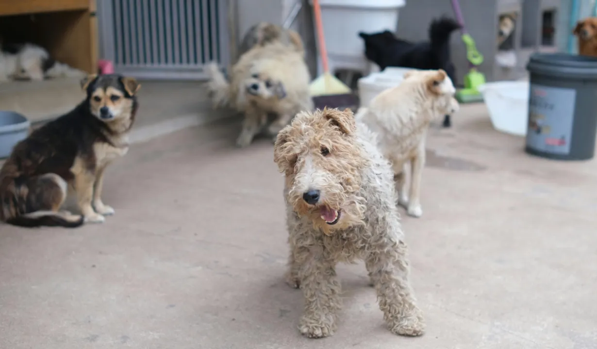 Crucial Factors to Consider When Starting a Dog Daycare