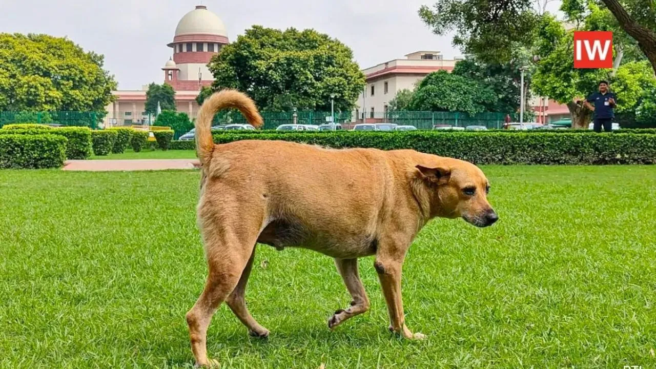  Back to the Streets for Sterilised Strays: Supreme Court Modifies Order