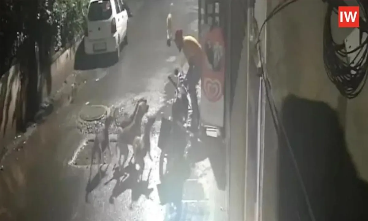 Viral Video Shows Man's Close Call with Stray Dogs in Maharashtra, Sparks Social Media Debate