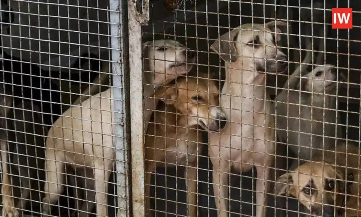  Delhi’s 8 Lakh Stray Dogs Face Big Change After Supreme Court’s New Order