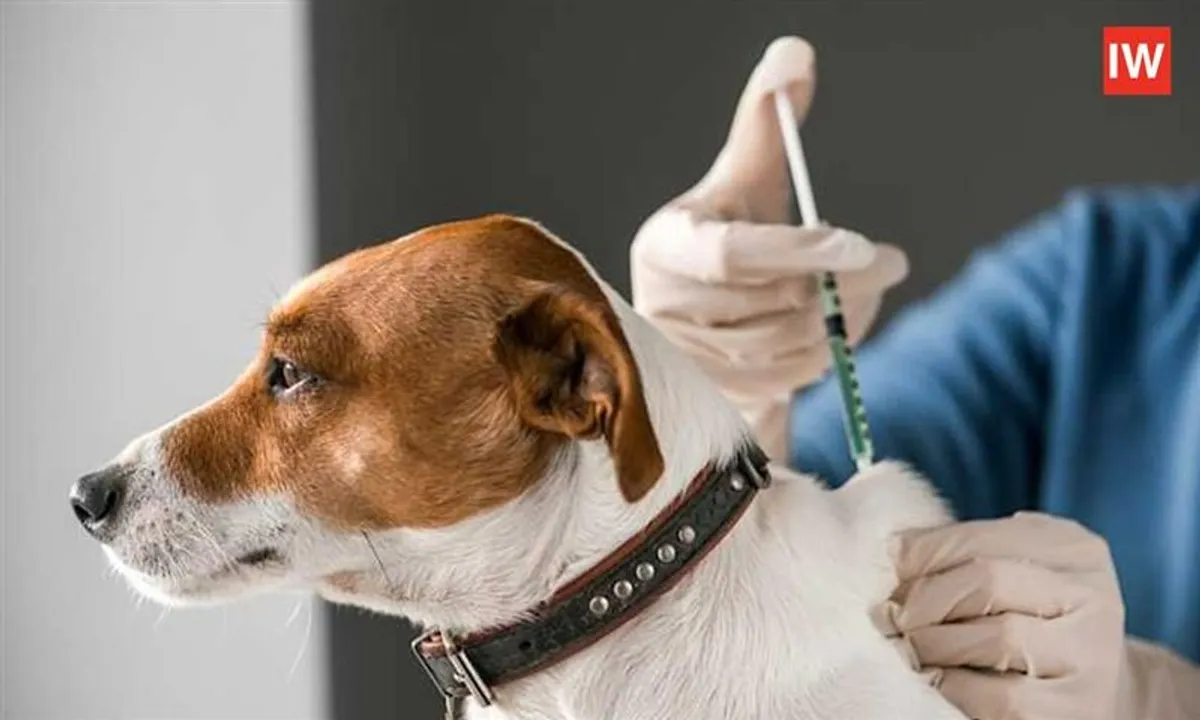  Vaccinated Pet Dog’s Nail Scratch Leads to Gujarat Cop’s Death from Rabies