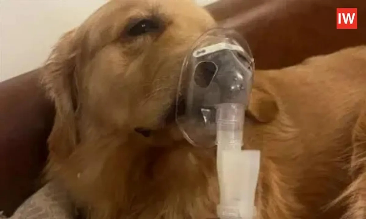  Golden Retriever on Nebuliser Highlights Delhi’s Growing Air Pollution Crisis