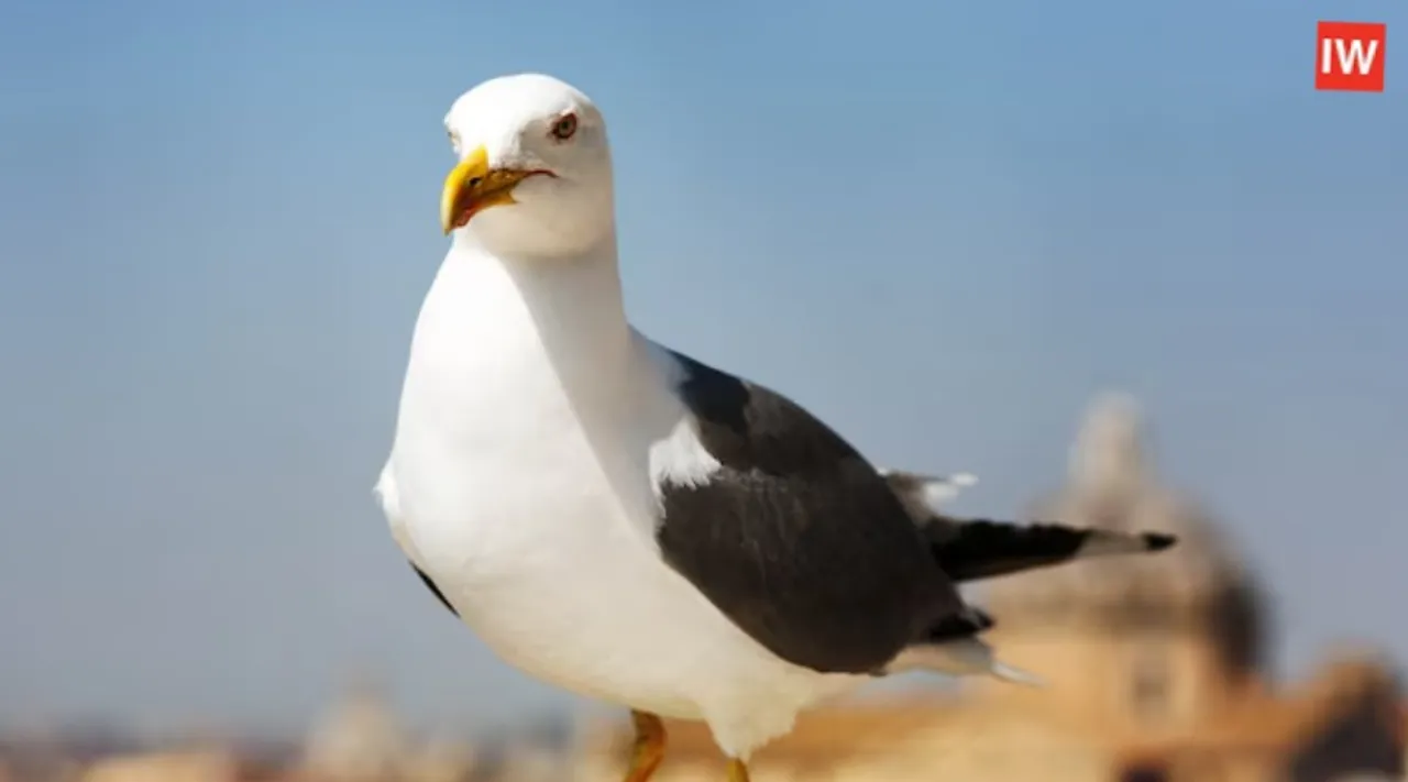  GPS-Tagged Seagull Found on Karnataka Coast, China Link Raises Security Questions
