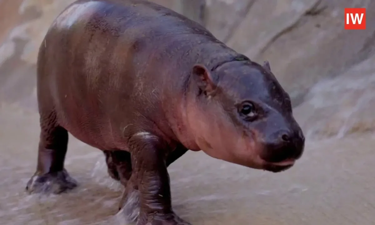  Jellybean the Baby Hippo Goes Viral, Shines Light on Endangered Species