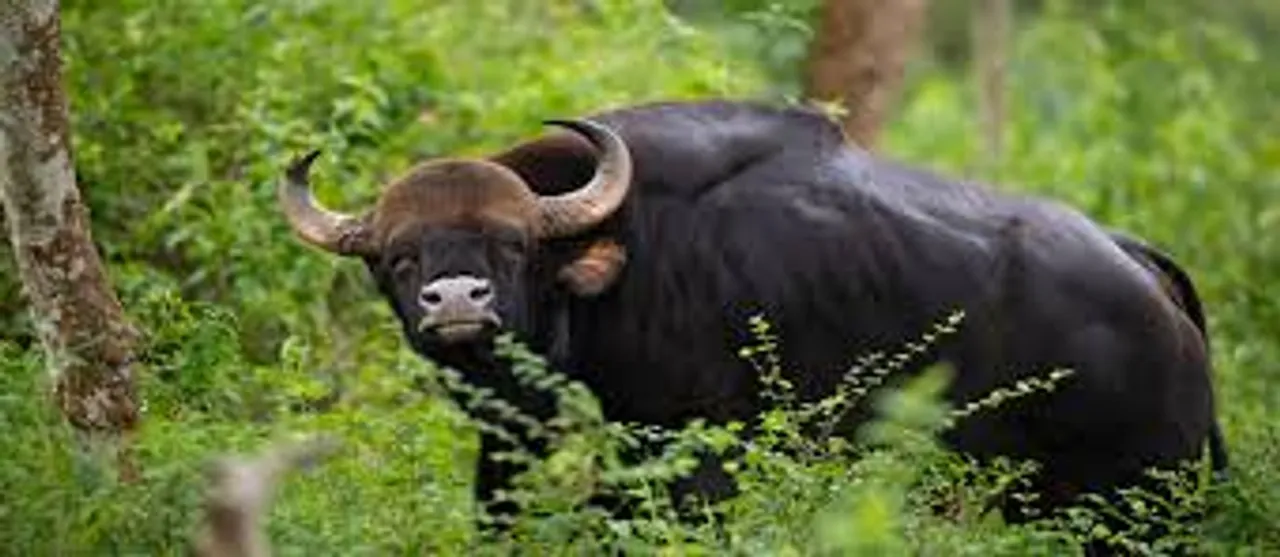 bison