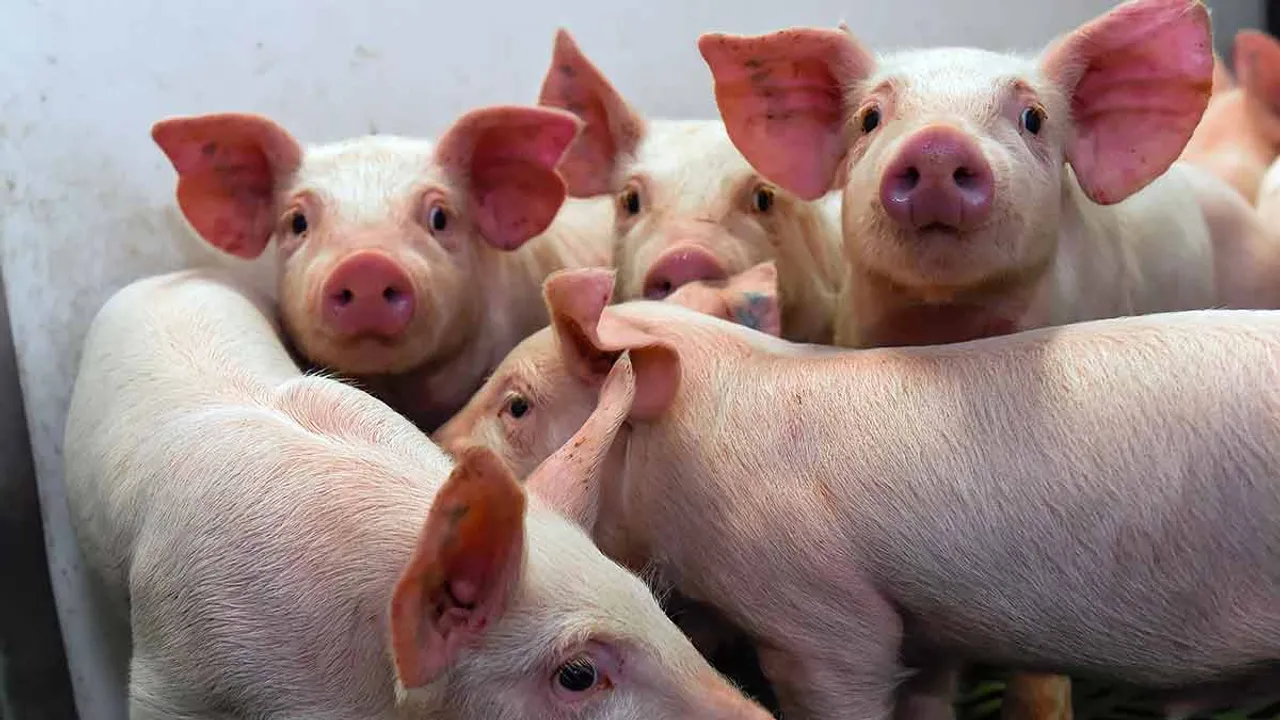 swine