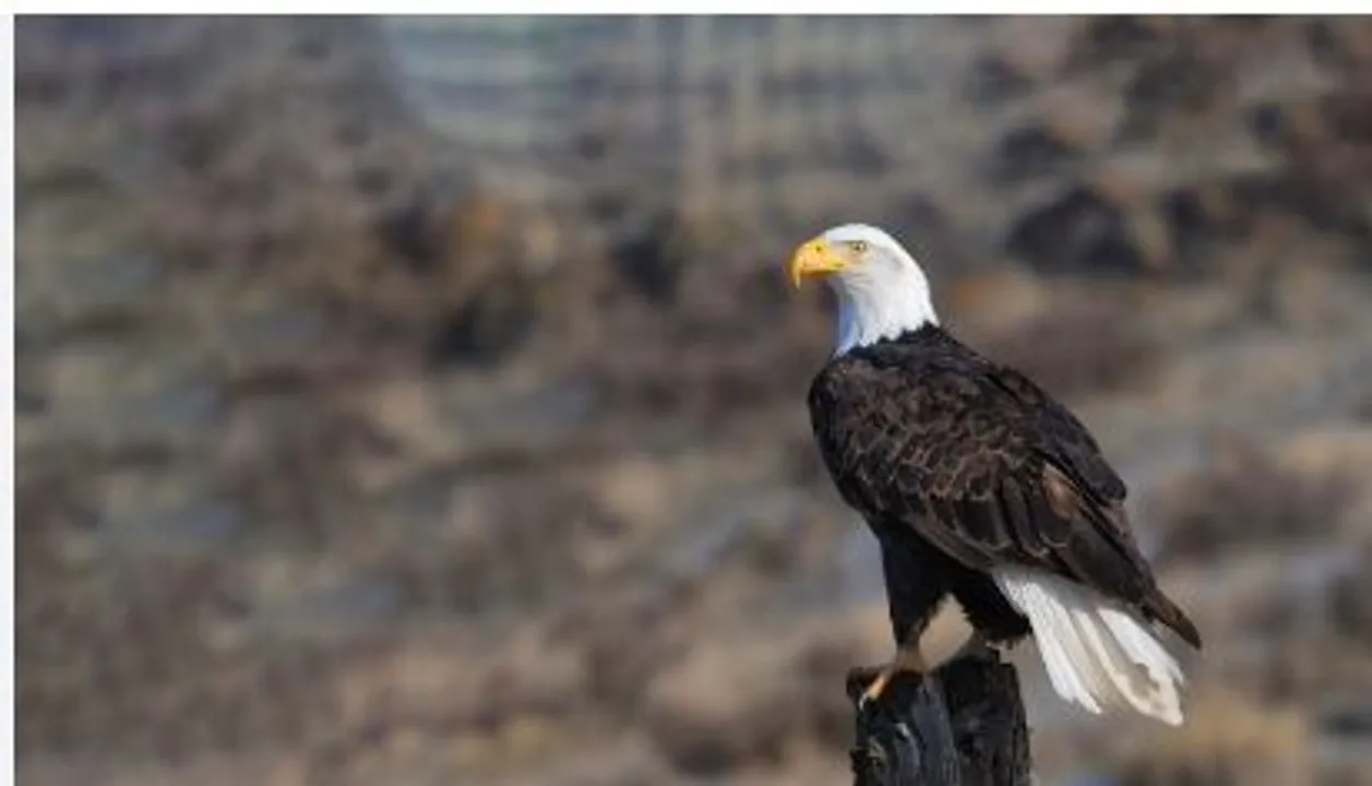 eagle