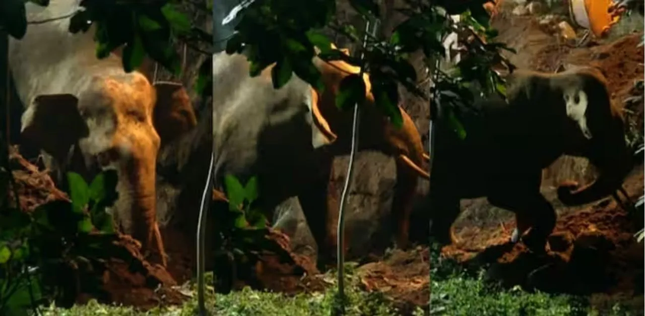 elephant rescue