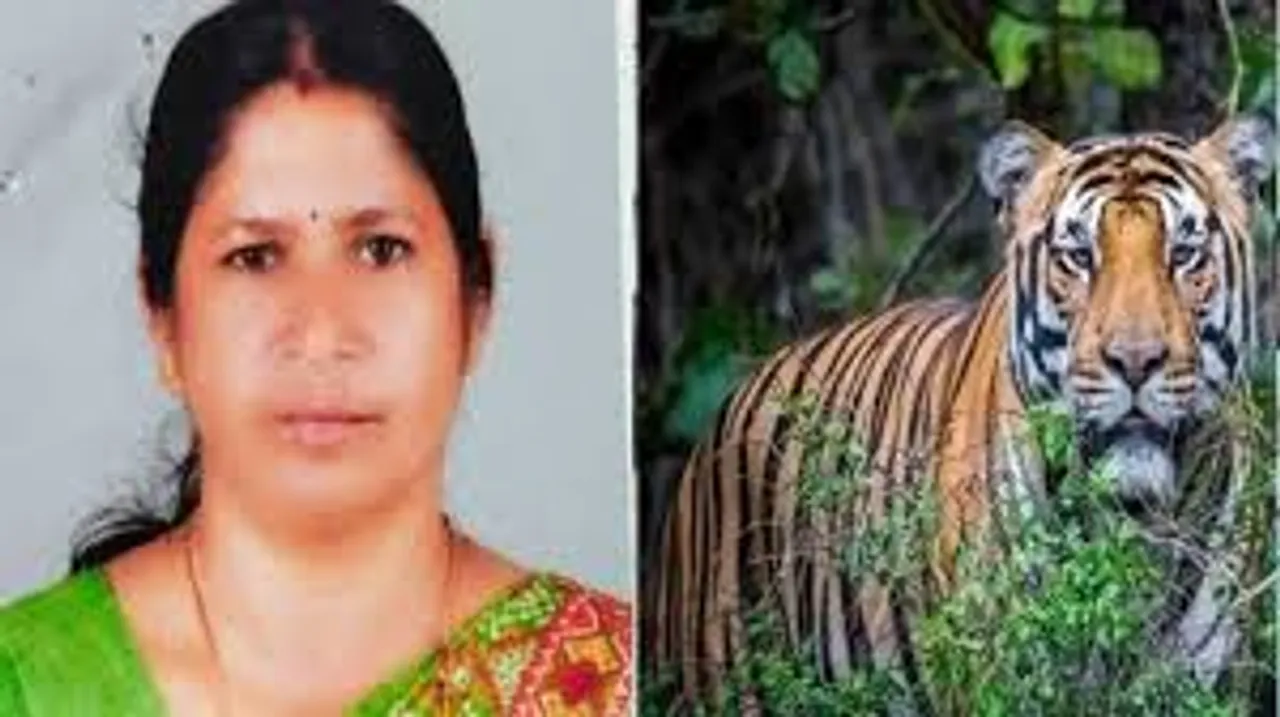 tiger killed a woman
