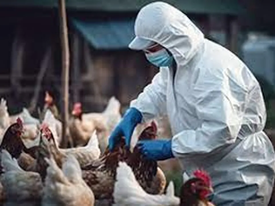h5n1