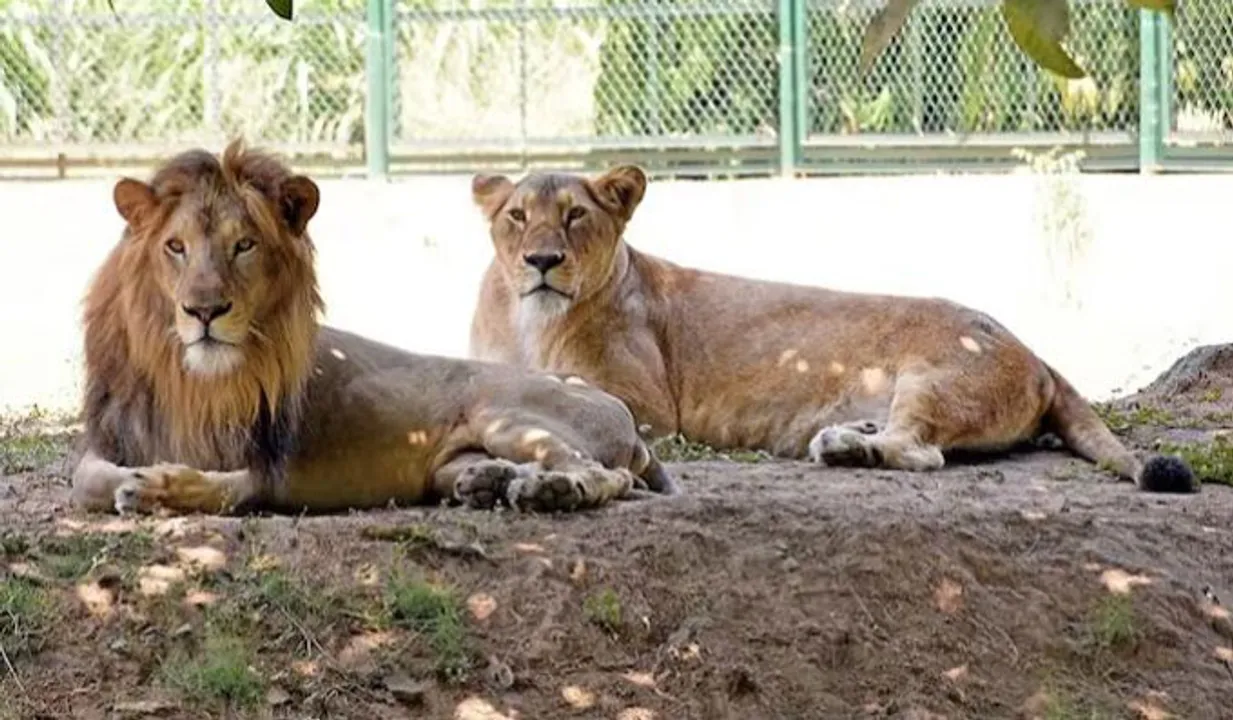 lion controversy