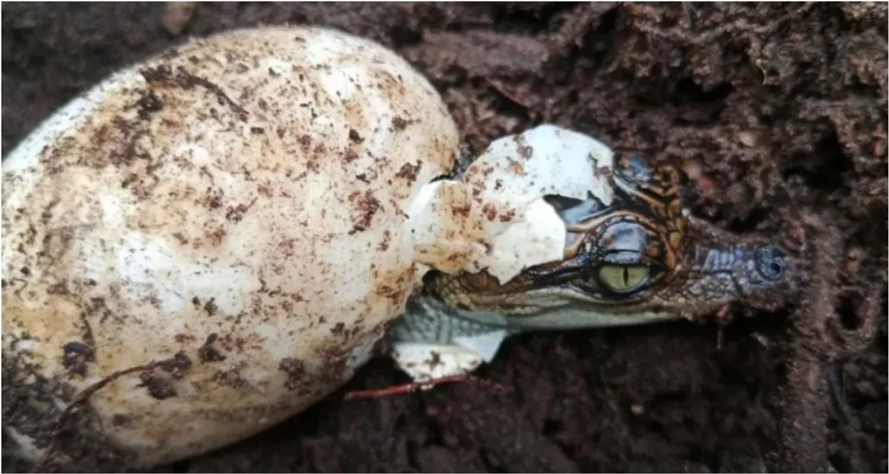 sayomies crocodile