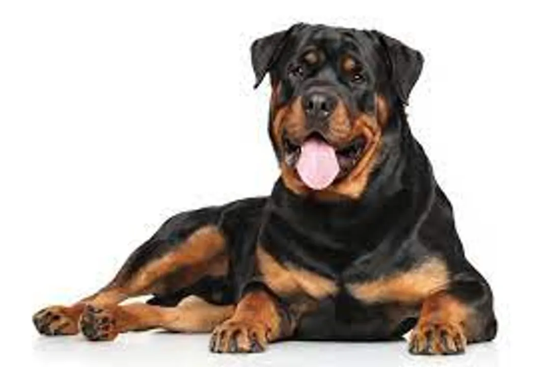 Rottweiller dog