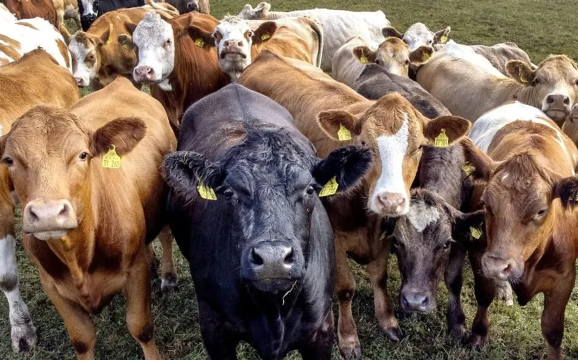 cow