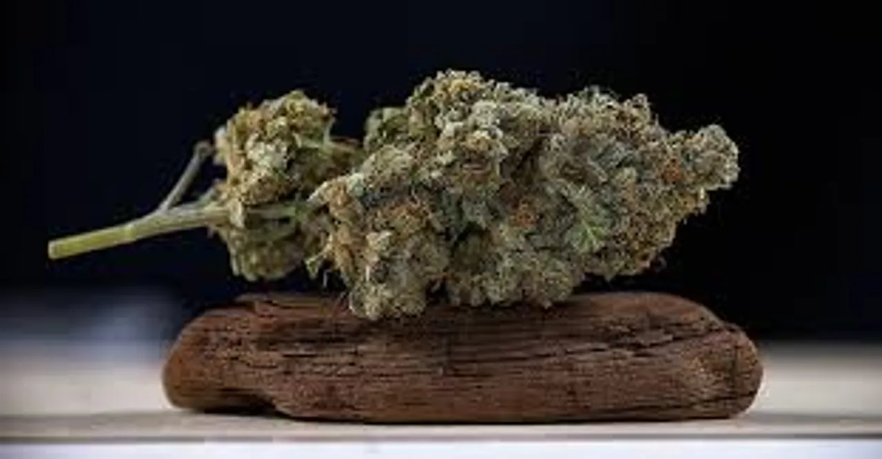 hydro cannabis