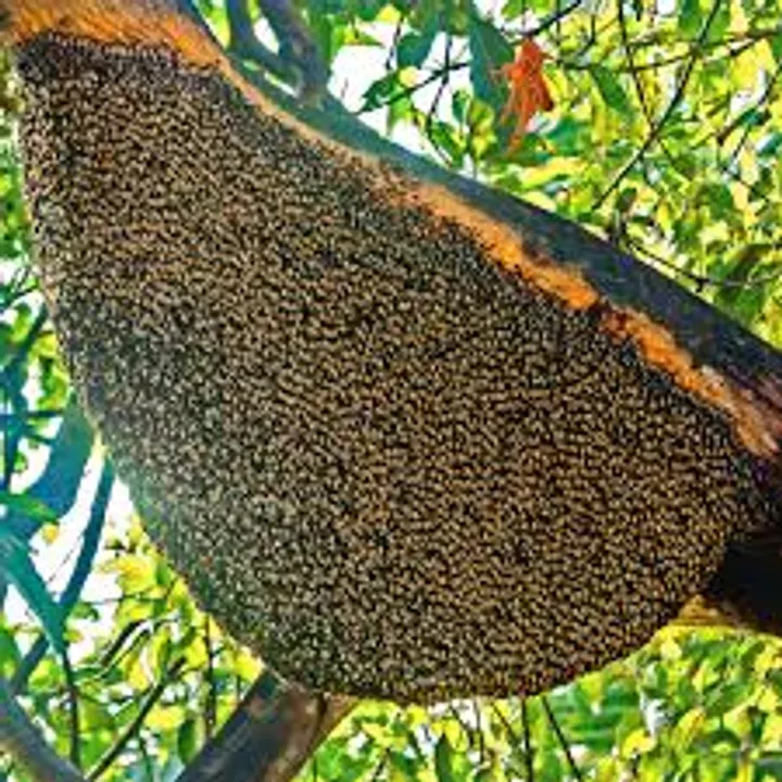 bee