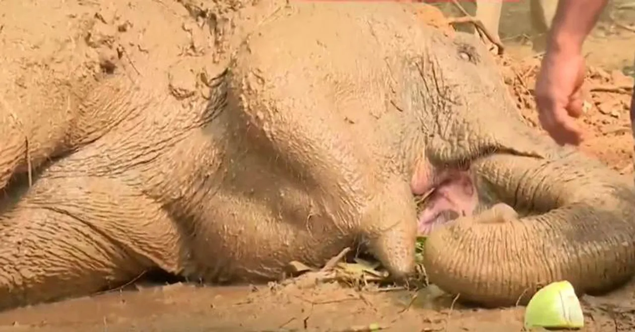elephant