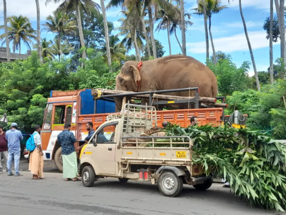 ELEPHANT