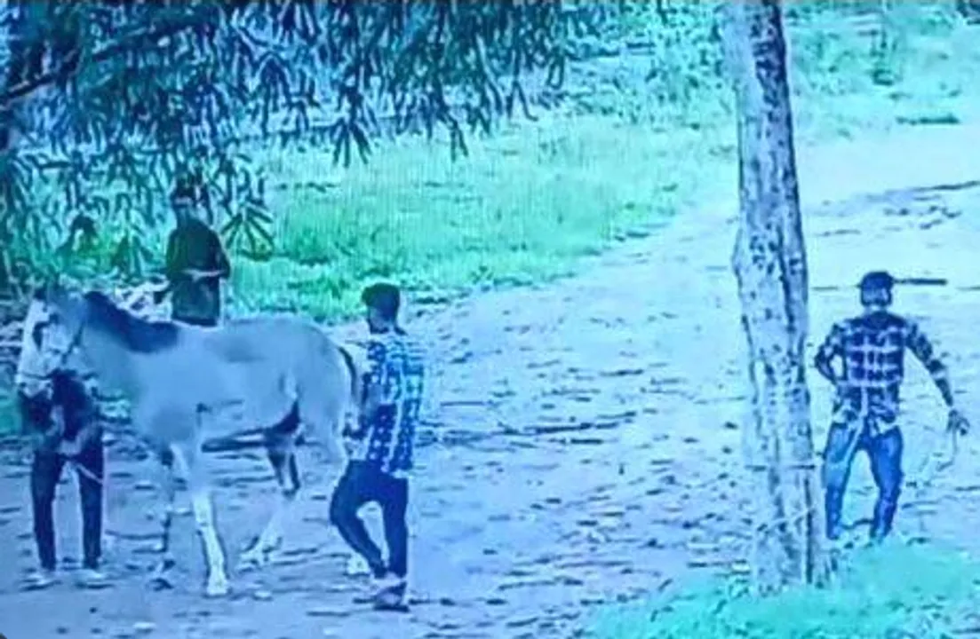 violence against horse