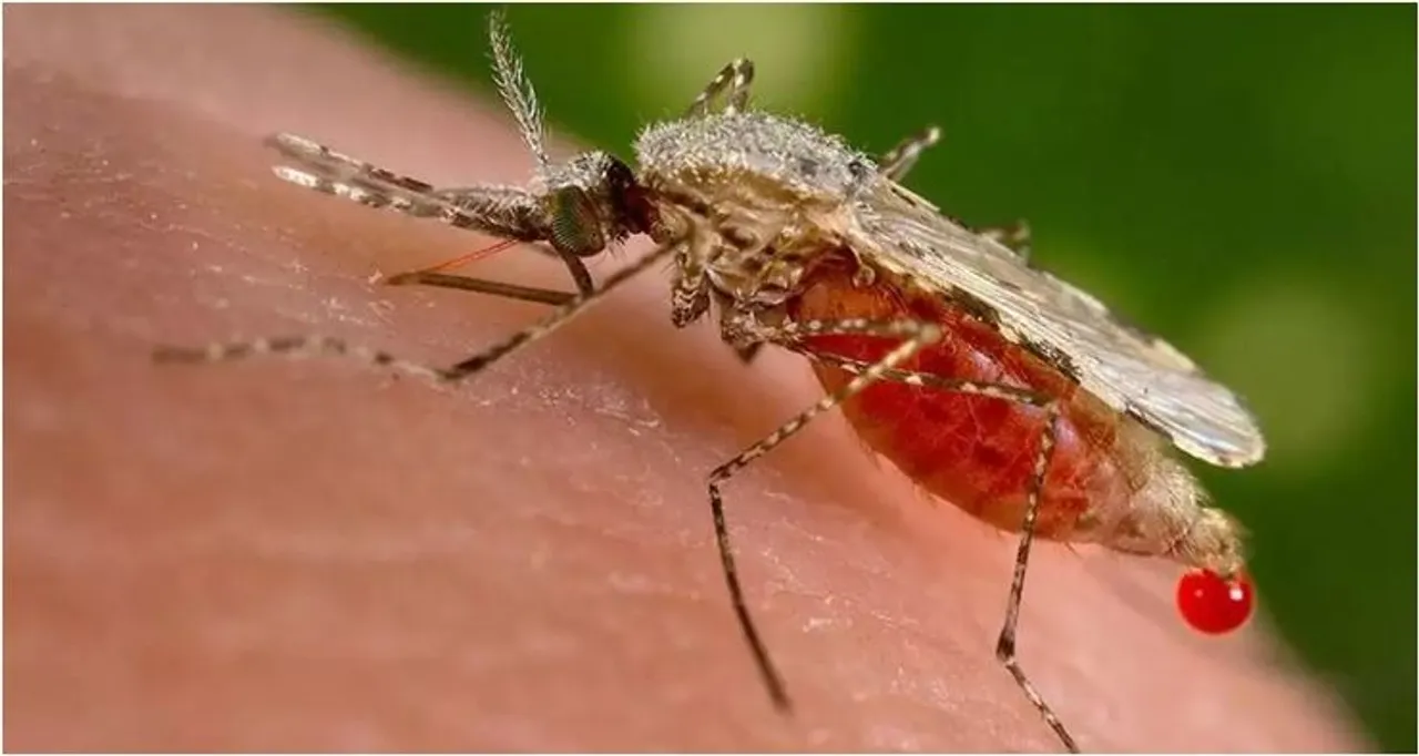 mosquito