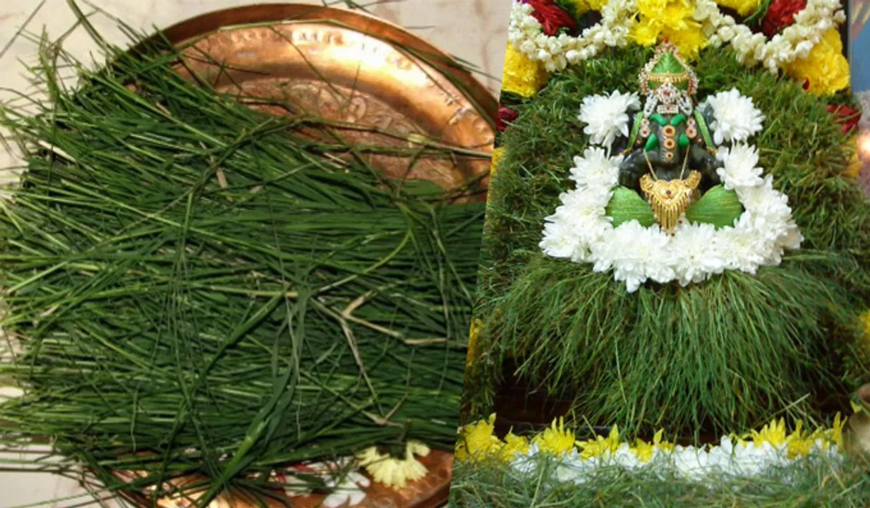 കറുകമാലയുടെ ഫലം.....