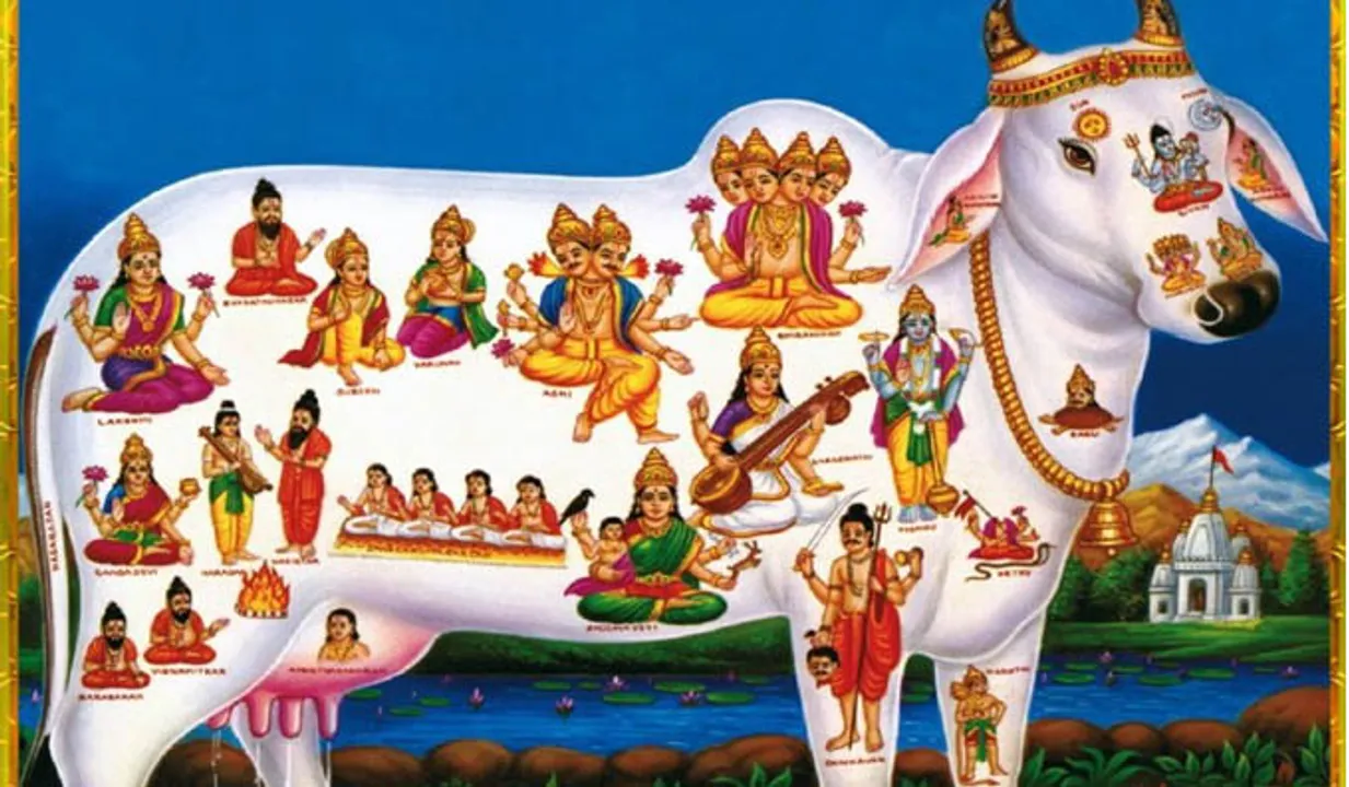 പശുവിന്‍റെ പിന്‍ഭാഗവും ആനയുടെ തിരുനെറ്റിയും